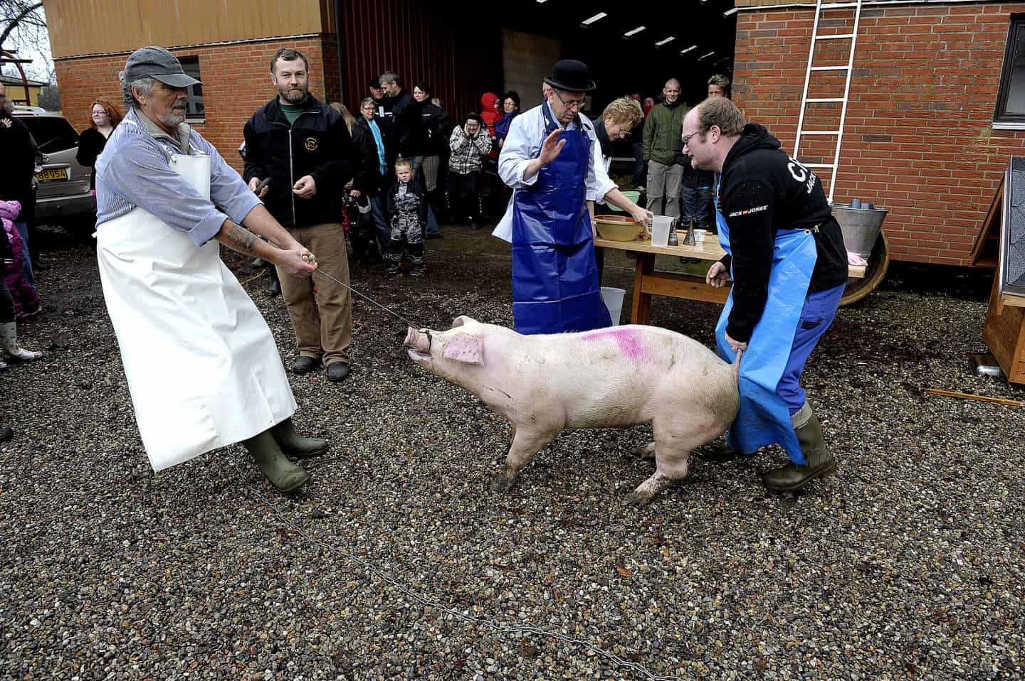 Julegrisen blev slagtet for sidste gang